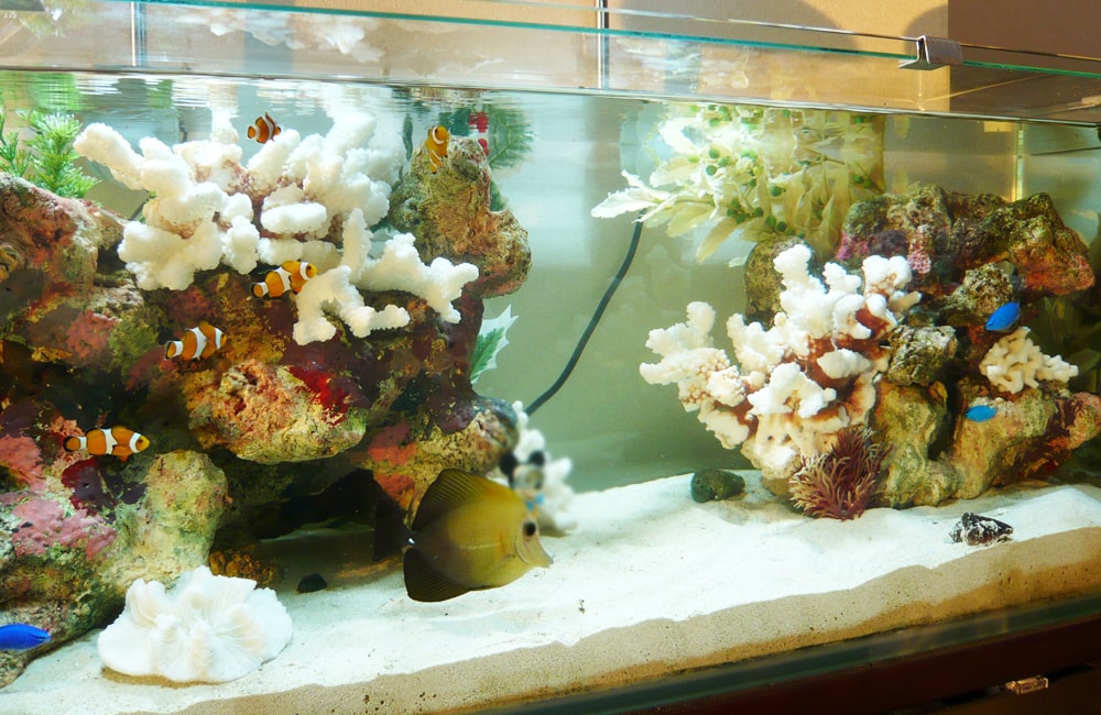 白いサンゴとクマノミが泳ぐ海水魚水槽のレイアウト