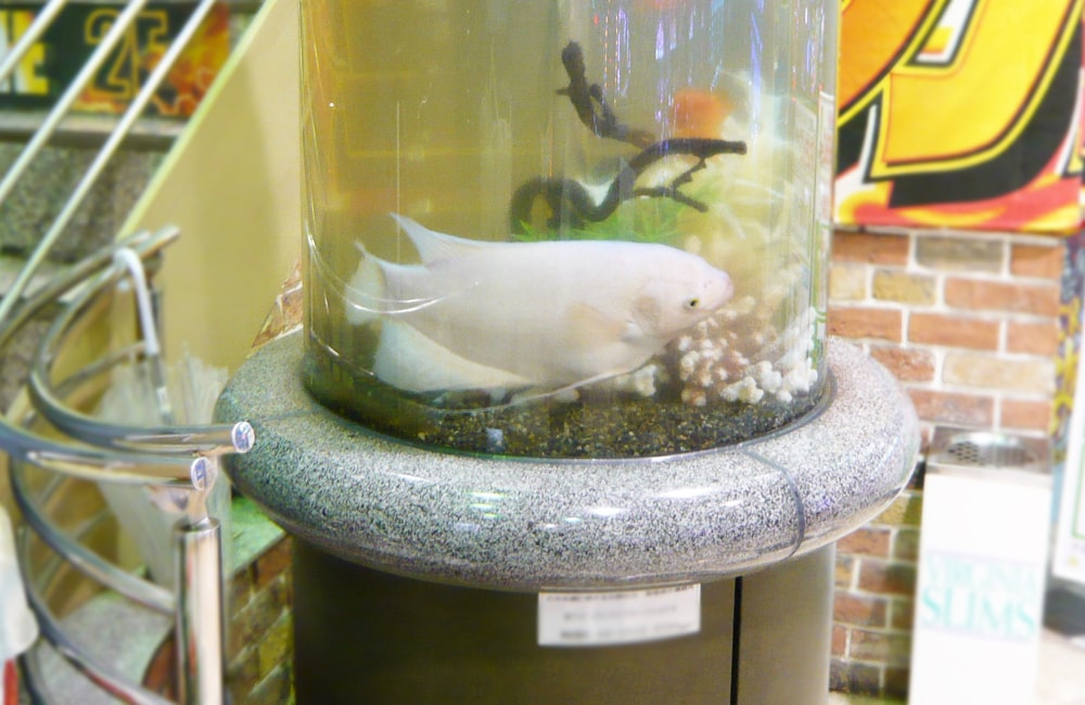 円柱水槽で泳ぐ白い大型熱帯魚と流木のレイアウト