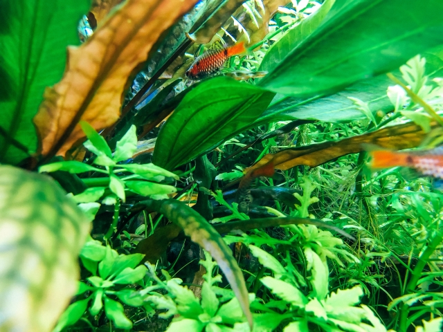 水草が茂る水槽内を泳ぐ赤い小型熱帯魚とアヌビアス類