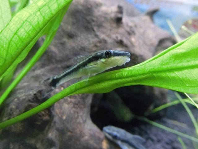 水草の葉に乗るオトシンクルスの仲間と流木