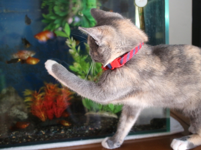 水槽内の魚に前足を伸ばす赤い首輪の猫の姿