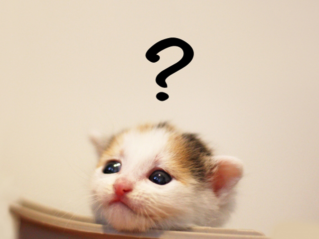 頭上にハテナマークが描かれた三毛の子猫の顔アップ