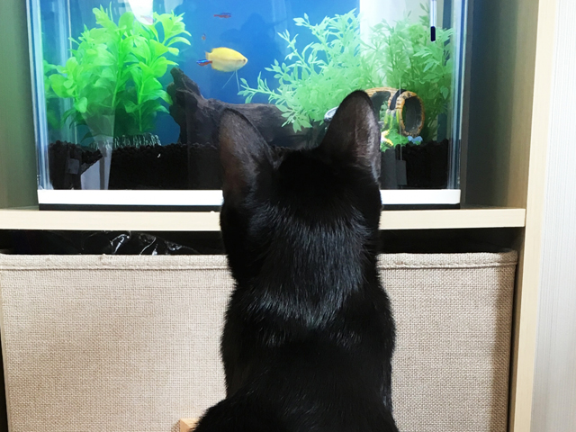 水槽内の熱帯魚を眺める黒猫の後ろ姿