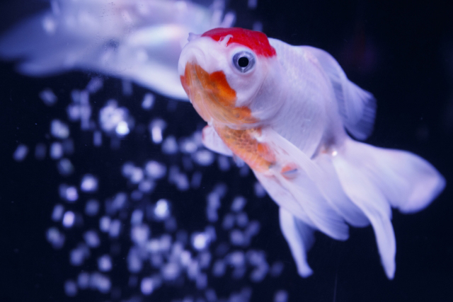 暗い水槽内を泳ぐ頭部が赤い白地の金魚と気泡