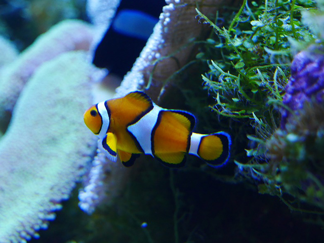 サンゴの横を泳ぐクマノミと緑色の海藻類