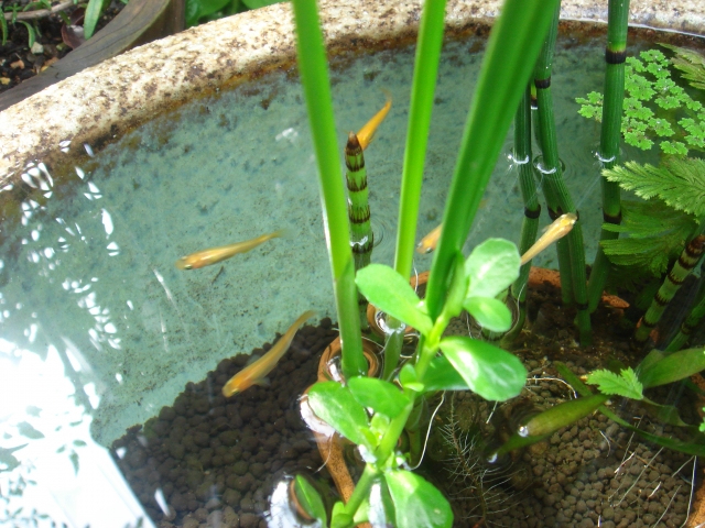 睡蓮鉢で泳ぐメダカと水生植物のビオトープ