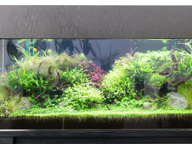 水草が密生する大型水槽のレイアウトと小型カラシン