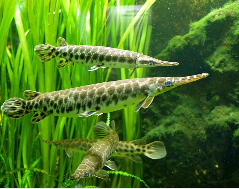 水草を背景に泳ぐ斑点模様があるガーパイクの仲間