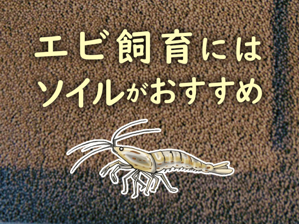 エビにはソイルがおすすめ！ソイルでシュリンプを飼育するメリットと商品のサムネイル画像