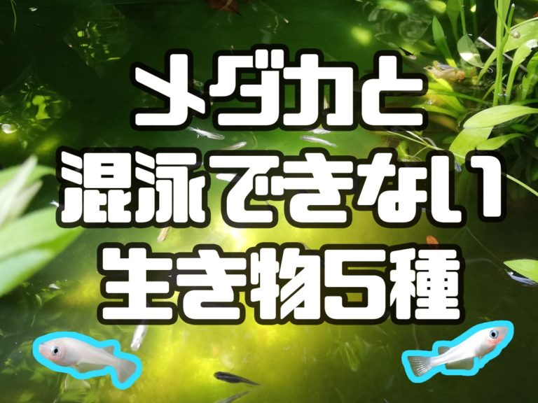メダカと混泳できない生き物5種と書かれた見出し画像