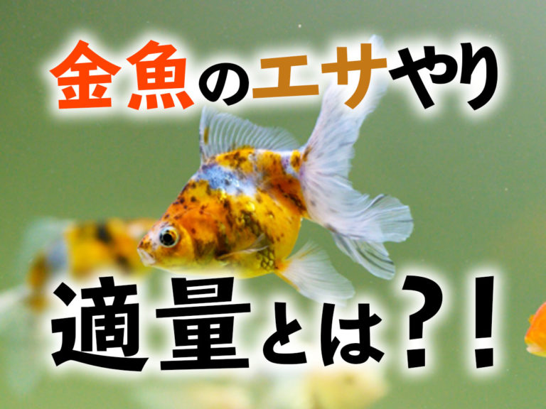 金魚のエサやり適量とは？！の文字と泳ぐ金魚の画像
