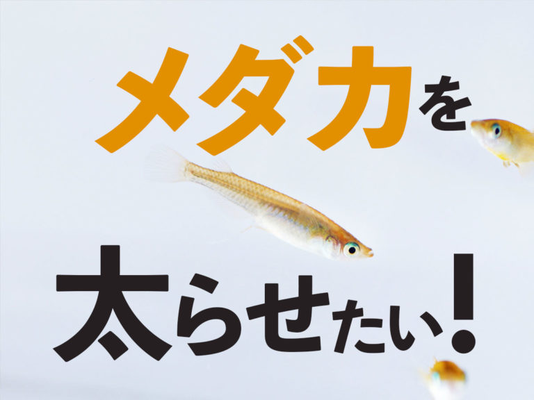 メダカを太らせたい!の文字と泳ぐメダカの見出し画像