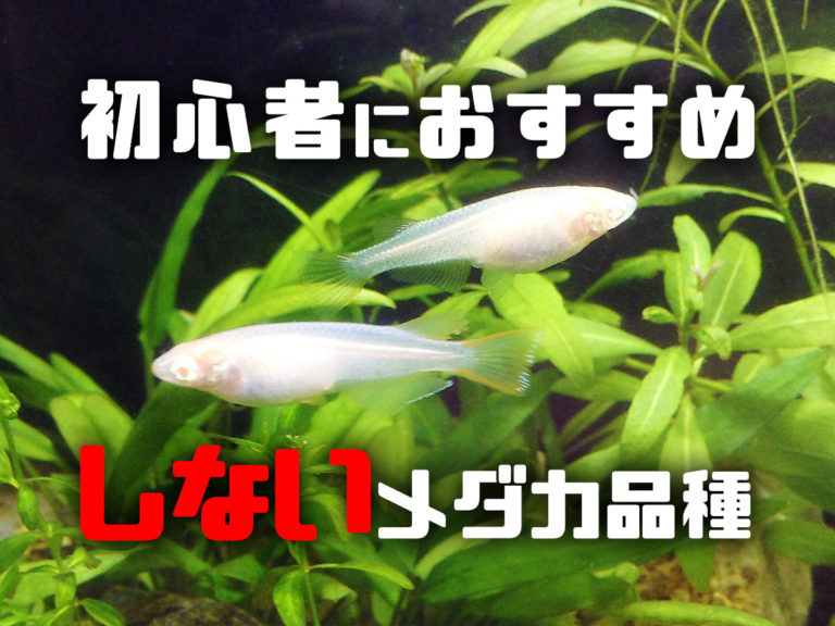 初心者におすすめしないメダカ品種の見出し画像