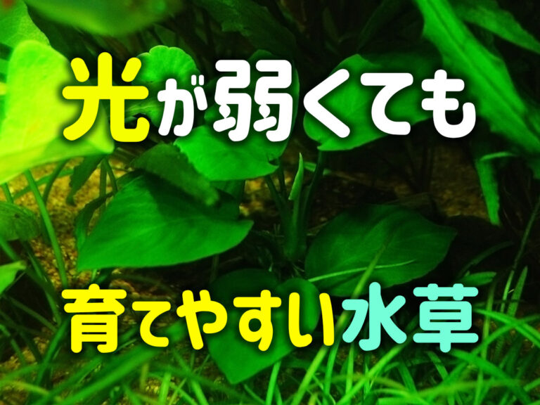 光が弱くても育てやすい水草の見出し画像