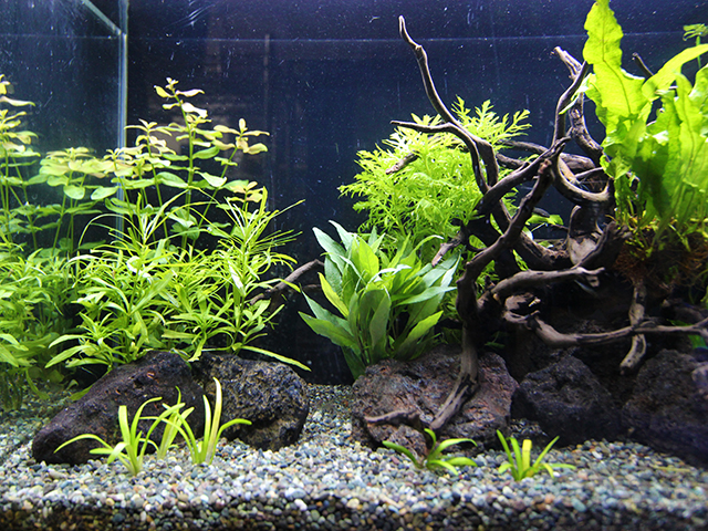 流木と水草を配置した石組みアクアリウム水槽のレイアウト
