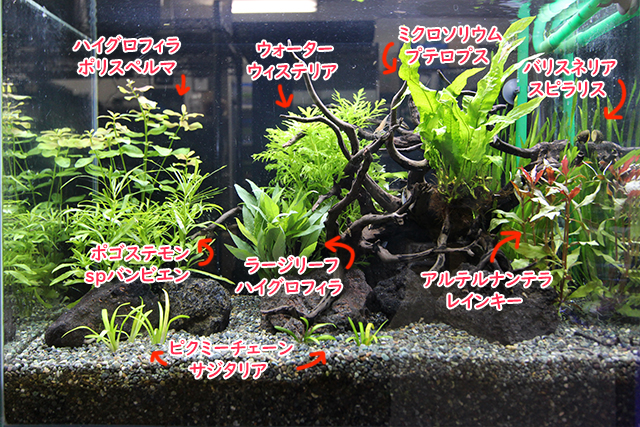 流木と多種の水草を配置した水槽レイアウトの解説画像