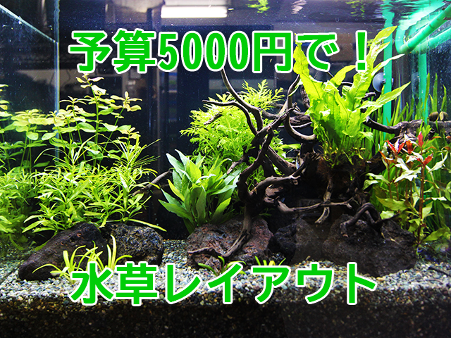 予算5000円で水草レイアウトの見出し画像