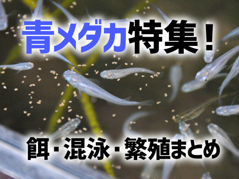 青メダカ特集！青をしっかり観賞する方法や餌・混泳・繁殖までまとめましたのサムネイル画像