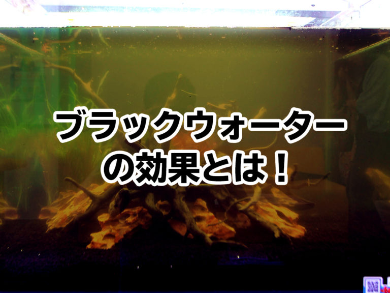 ブラックウォーターとは！作り方と飼育に向いている熱帯魚や水草をご紹介のサムネイル画像