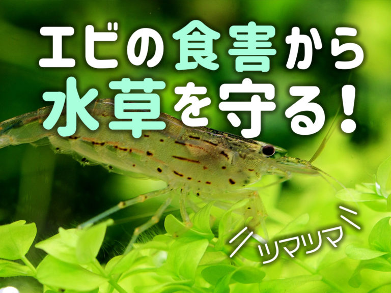 エビの食害から水草を守るの文字と水草に乗るエビの画像