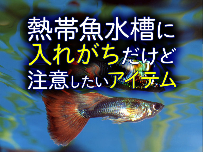 熱帯魚水槽に入れないで!入れがちだけど注意したいアイテム5つ!のサムネイル画像