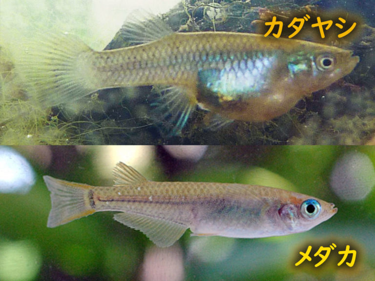 カダヤシとメダカの姿を比較した解説画像