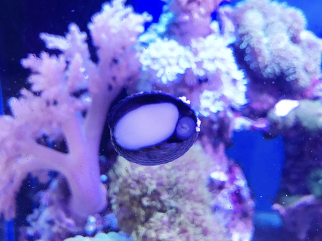 サンゴ水槽のガラス面に付着する貝と背景のソフトコーラル
