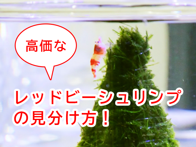 レッドビーシュリンプの高価な種類と見分け方!アクアリストが解説のサムネイル画像