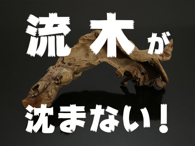 流木を沈めたい!浮いてしまう流木を素早く沈めて使う方法を解説します!のサムネイル画像