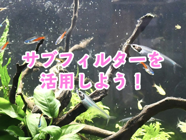 サブフィルターを活用しよう!エーハイムサブフィルターの特徴とおすすめ商品のサムネイル画像