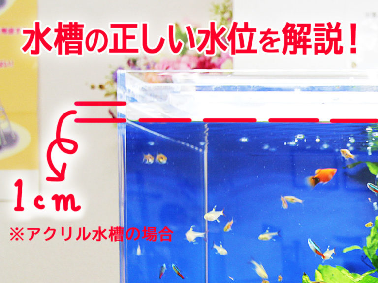 水槽の正しい水位とは!システム別の適正水位と一定に保つ管理方法を教えますのサムネイル画像