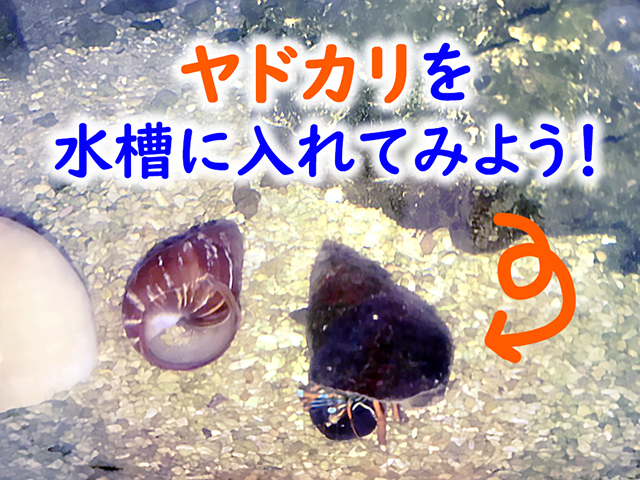 ヤドカリを水槽に入れてみよう!の文字と砂上のヤドカリ