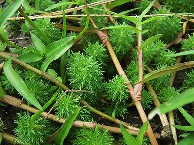 湿地や水辺に自生する水草と細長い葉の植物群落