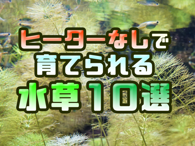 ヒーター無しで育てられる水草10選!無加温・低めの水温でも育つ水草とはのサムネイル画像