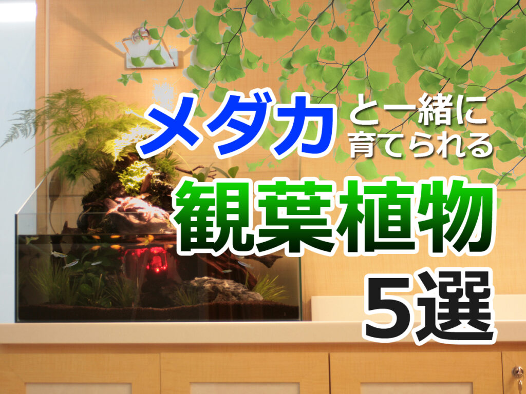 メダカ水槽にも陸地を作ろう!根腐れ・湿気に強く美しい観葉植物5選のサムネイル画像