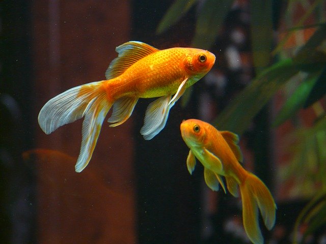 水槽内を泳ぐ2匹のオレンジ色の金魚と水草の背景