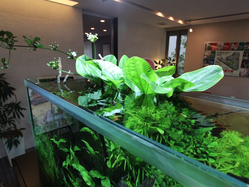 水草には水上葉と水中葉がある!?それぞれの違いや特徴、扱い方についてのサムネイル画像