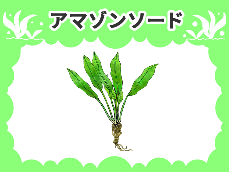 アマゾンソードの水草図鑑