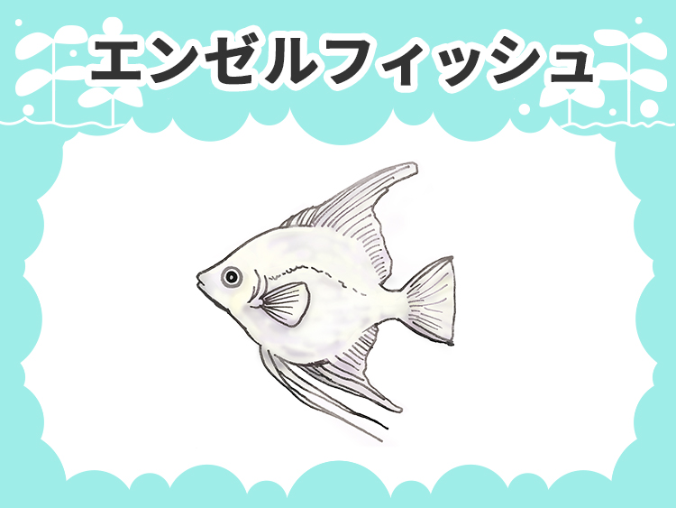 エンゼルフィッシュのお魚図鑑