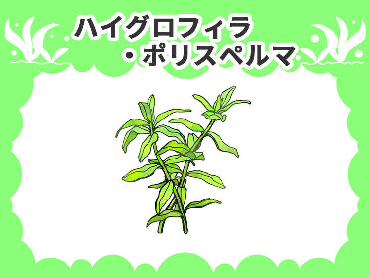 ハイグロフィラ・ポリスペルマと描かれた水草のイラスト