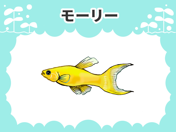 モーリーのお魚図鑑