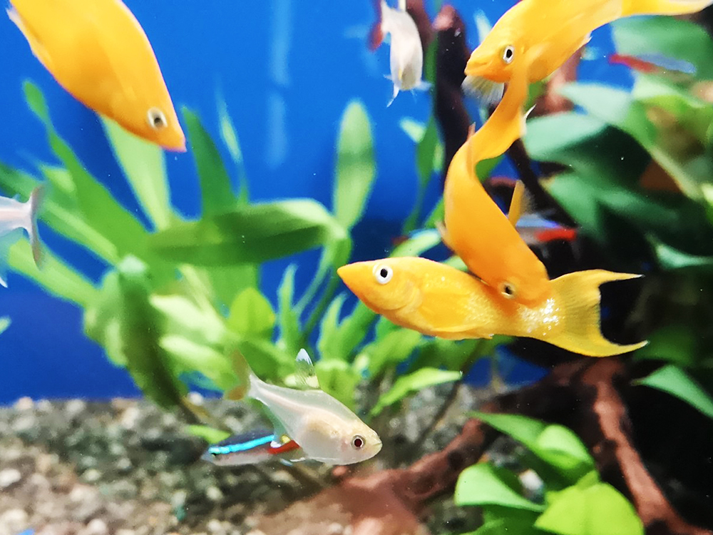 水草水槽を泳ぐ黄色い熱帯魚とネオンテトラの仲間