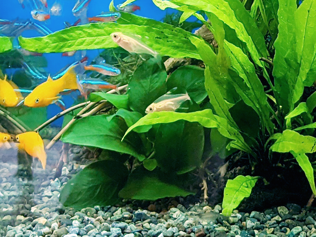 水草の陰を泳ぐネオンテトラの仲間と黄色い熱帯魚