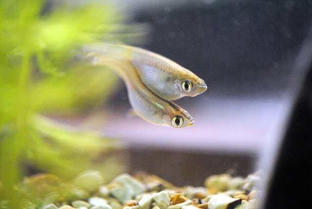 水草の横を泳ぐ2匹のメダカと底砂の砂利