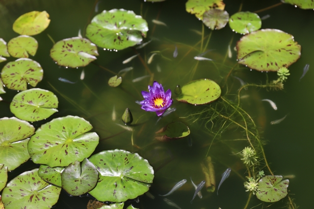 睡蓮の紫の花と浮き草の間を泳ぐメダカの群れ