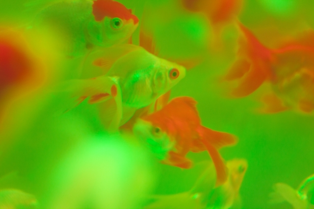 緑色の水に群れる赤と白の金魚の群れ