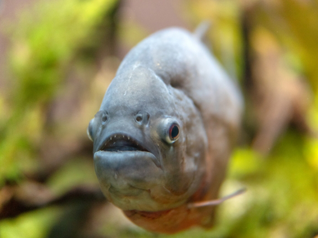 鋭い歯を見せて正面を向くピラニアと背景の水草