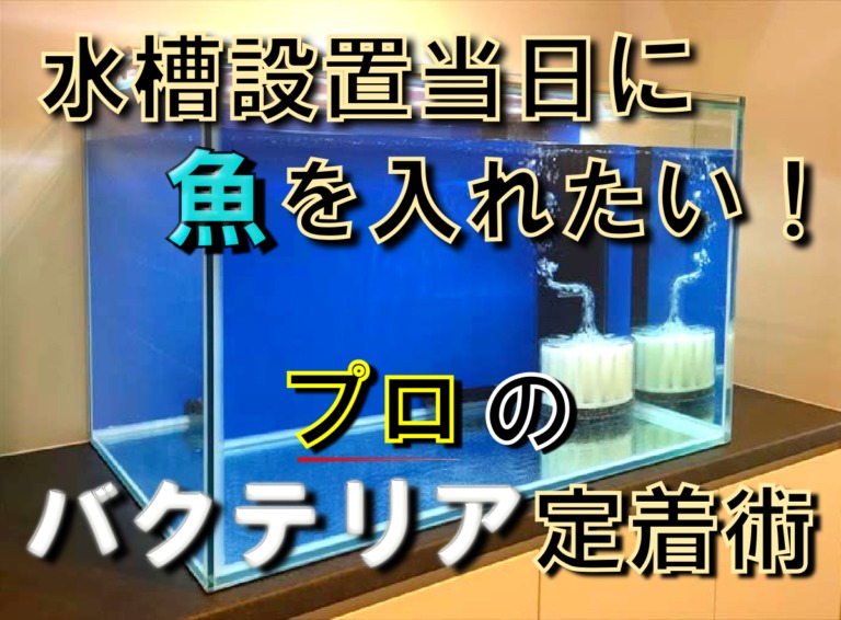 水槽設置当日に魚を入れるプロのバクテリア定着術の見出し画像