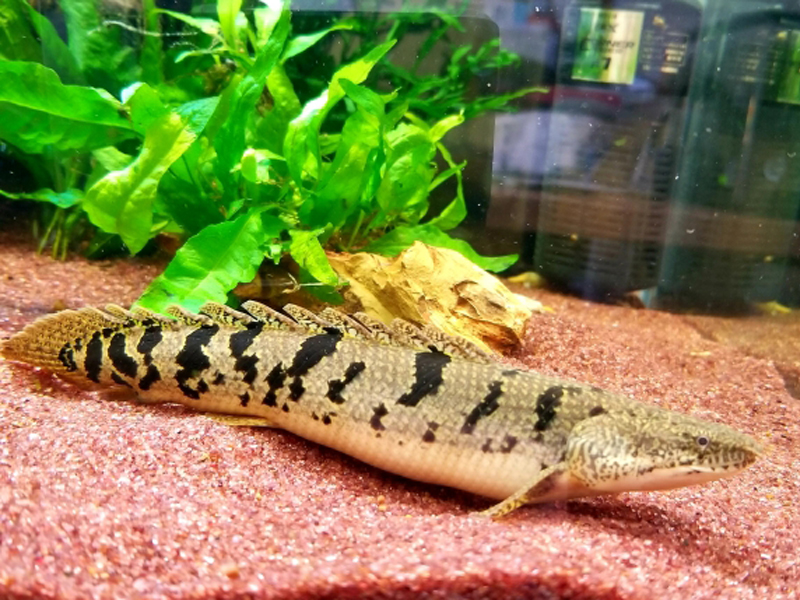 赤い底砂に横たわるポリプテルスと背景の水草