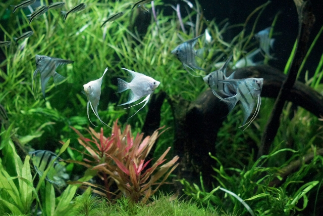 水草水槽を泳ぐエンゼルフィッシュと小型カラシン類